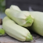 Neu! Zucchini Bianco di Sicilia (Samen)