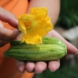 Zucchini Caserta (Samen)