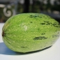 Zucchini Caserta (Samen)