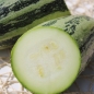 Zucchini Caserta (Samen)