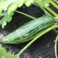 Zucchini Caserta (Samen)