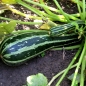 Zucchini Cocozelle di Tripolis