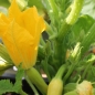 Zucchini Early Prolific Straightneck (Samen)