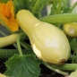 Zucchini Early Prolific Straightneck (Samen)