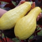 Zucchini Early Prolific Straightneck (Samen)