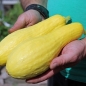 Zucchini Early Prolific Straightneck (Samen)