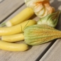 Zucchini Golden (Samen)