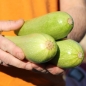Zucchini Gray (Samen)