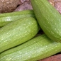 Zucchini Gray