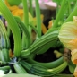 Zucchini Lungo Fiorentino (Samen)