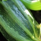 Zucchini Lungo Fiorentino (Samen)