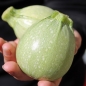 Zucchini Ronde de Nice (Samen)