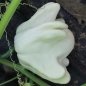 Zucchini Yugoslavian Finger Fruit (Samen)