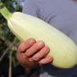 Zucchini Zloty Cepelin (Samen)