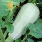 Zucchini Zloty Cepelin (Samen)