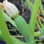 Zucchini Zloty Cepelin (Samen)