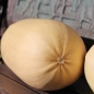 Zucchini Zloty Cepelin (Samen)