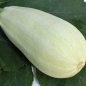 Zucchini Zloty Cepelin (Samen)