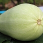 Zucchini Zloty Cepelin (Samen)