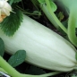 Zucchini Zloty Cepelin (Samen)