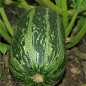 Zucchini Caserta (Samen)
