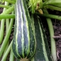 Zucchini Cocozelle di Tripolis (Samen)