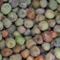 Zuckererbse Dwarf Gray Sugar (Samen)