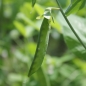 Zuckererbse Dwarf Gray Sugar (Samen)