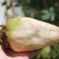 Zuckerrübe (Samen)