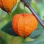 Zwerg-Lampionblume (Samen)