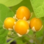 Zwerg-Tamarillo (Samen)